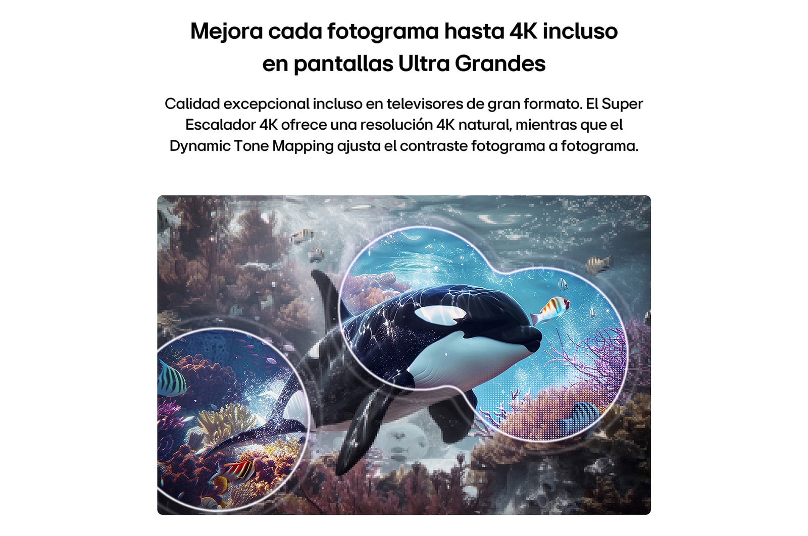 LG QNED evo AI QNED74 Mini LED with 4K Super Upscaling and Dynamic Tone Mapping shows an underwater scene of an orca swimming, as AI recognizes and upscales every frame to 4K resolution.